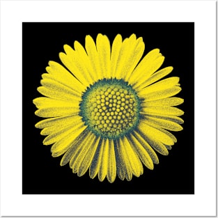 sunflower Posters and Art